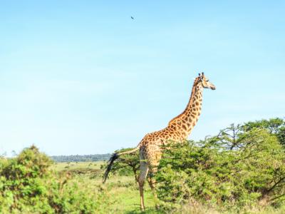 Pita Safaris