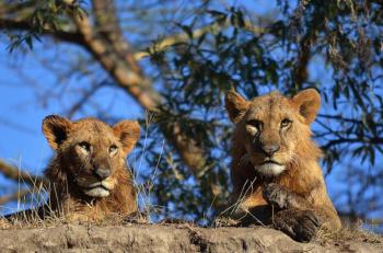 Africa Venture Safaris